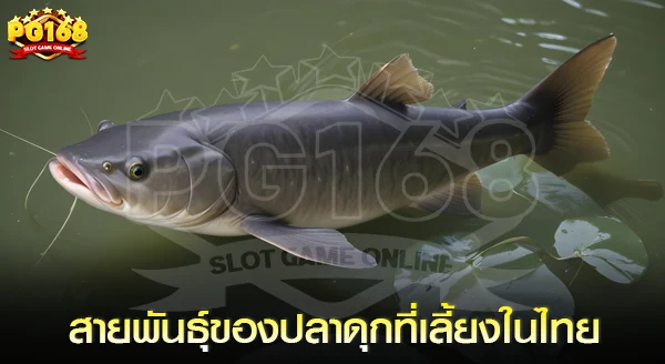 สายพันธุ์ของปลาดุกที่เลี้ยงในไทย